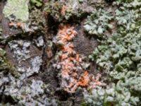 Attēlu rezultāti vaicājumam “Erythricium aurantiacum”