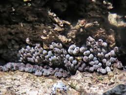 Attēlu rezultāti vaicājumam “Physarum licheniforme”