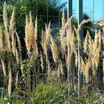 Attēlu rezultāti vaicājumam “Calamagrostis arundinacea leaf”