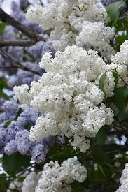 Attēlu rezultāti vaicājumam “Syringa vulgaris flower”