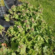 Attēlu rezultāti vaicājumam “Lamium purpureum leaf”