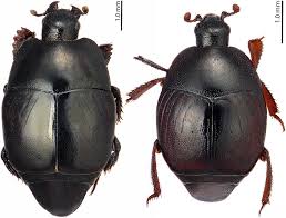 Attēlu rezultāti vaicājumam “Hypocaccus rugiceps”