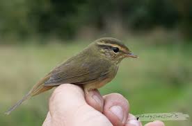 Image result for Phylloscopus schwarzi