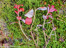Attēlu rezultāti vaicājumam “Exobasidium splendidum”
