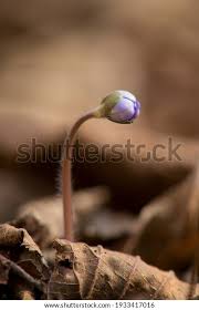 Attēlu rezultāti vaicājumam “Hepatica nobilis bud”