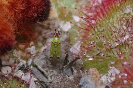 Attēlu rezultāti vaicājumam “Insecta”