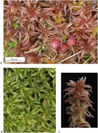 Attēlu rezultāti vaicājumam “Sphagnum angustifolium sporophyte”