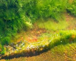 Attēlu rezultāti vaicājumam “Cladophora glomerata”