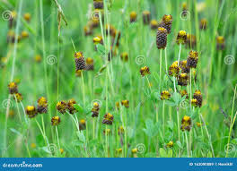Attēlu rezultāti vaicājumam “Trifolium spadiceum leaf”