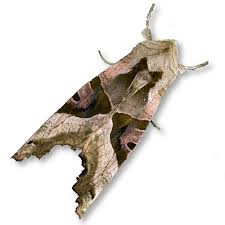 Attēlu rezultāti vaicājumam “Hepialus humuli female”