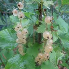 Attēlu rezultāti vaicājumam “Ribes rubrum fruit”