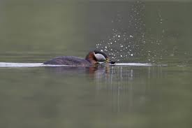 Attēlu rezultāti vaicājumam “Podiceps grisegena adult”