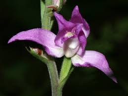 Attēlu rezultāti vaicājumam “Cephalanthera rubra flower”