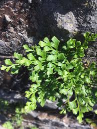 Attēlu rezultāti vaicājumam “Asplenium ruta-muraria”