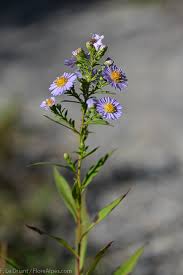 Attēlu rezultāti vaicājumam “Symphyotrichum x salignum”