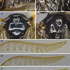 Attēlu rezultāti vaicājumam “Tischeria complanella larva”