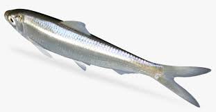 Image result for Alosa chrysochloris