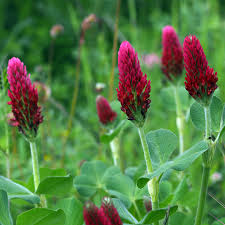 Image result for Trifolium incarnatum