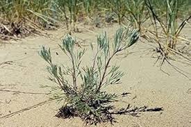Image result for Artemisia caudata