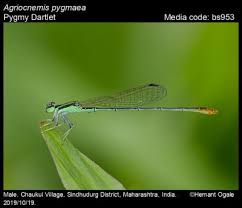 Attēlu rezultāti vaicājumam “Licea pygmaea macro”