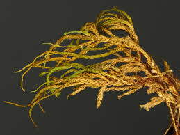 Attēlu rezultāti vaicājumam “Anomodon attenuatus”