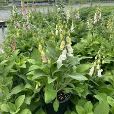 Attēlu rezultāti vaicājumam “Digitalis purpurea”