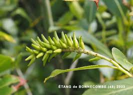 Attēlu rezultāti vaicājumam “Salix pentandra fruit”
