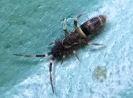 Attēlu rezultāti vaicājumam “Orchesella sp.”