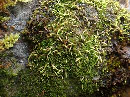 Attēlu rezultāti vaicājumam “Myurella julacea”