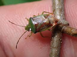 Attēlu rezultāti vaicājumam “Elasmostethus interstinctus imago”