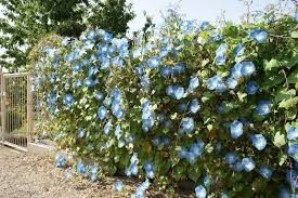 Image result for Prunkwinde