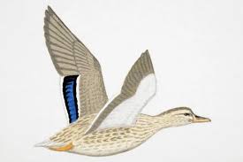 Attēlu rezultāti vaicājumam “Anas platyrhynchos female”