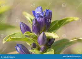 Attēlu rezultāti vaicājumam “Gentiana cruciata bud”