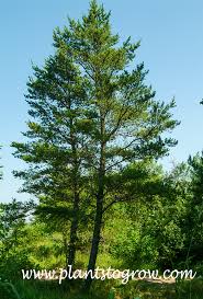 Attēlu rezultāti vaicājumam “Pinus banksiana”
