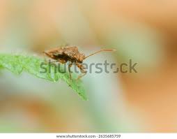 Attēlu rezultāti vaicājumam “Rhopalus maculatus imago”