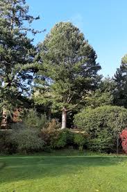 Attēlu rezultāti vaicājumam “Pinus peuce”