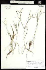 Attēlu rezultāti vaicājumam “Sparganium minimum fruit”