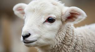 Attēlu rezultāti vaicājumam “Ovis aries juvenile”