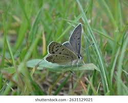 Attēlu rezultāti vaicājumam “Lycaena tityrus underside”