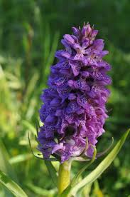 Attēlu rezultāti vaicājumam “Dactylorhiza russowii bud”