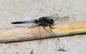 Attēlu rezultāti vaicājumam “Orthetrum cancellatum”