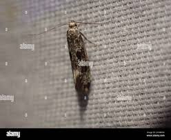 Attēlu rezultāti vaicājumam “Denisia similella”