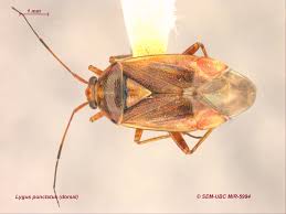 Attēlu rezultāti vaicājumam “Miridae”