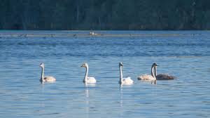 Attēlu rezultāti vaicājumam “Cygnus cygnus adult”