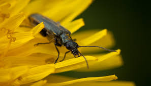 Attēlu rezultāti vaicājumam “Oedemera sp.”