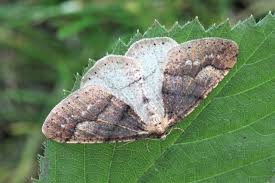 Attēlu rezultāti vaicājumam “Agriopis marginaria”