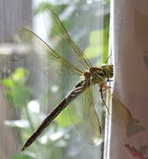 Attēlu rezultāti vaicājumam “Aeshna viridis”