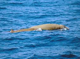 Image result for Ziphius cavirostris