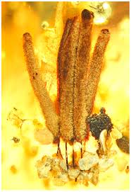 Attēlu rezultāti vaicājumam “Didymium serpula young”