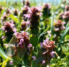 Attēlu rezultāti vaicājumam “Lamium purpureum flower”